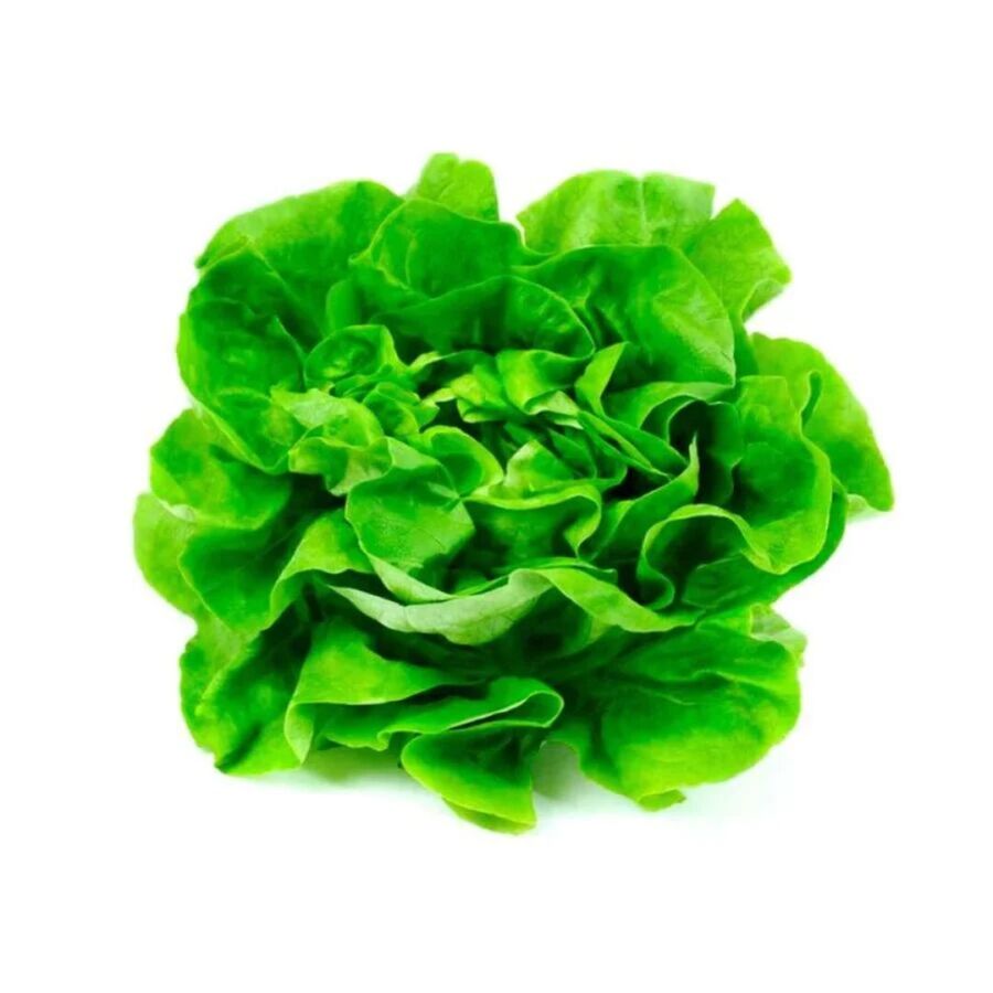 Lechuga Comun